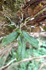 Drymoanthus flavus