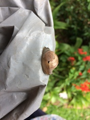Kerkophorus melvilli