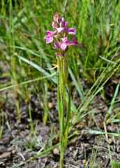 Disa stricta