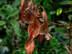 Euploea tulliolus koxinga