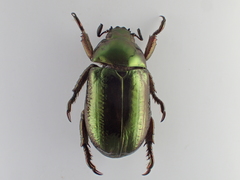 Pelidnota glabra