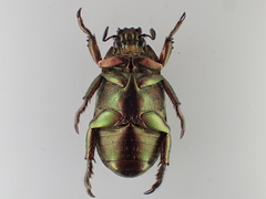 Pelidnota glabra
