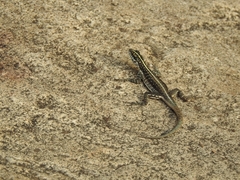 Tropidurus semitaeniatus