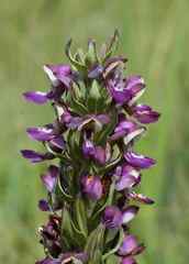 Brachycorythis ovata