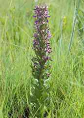 Brachycorythis ovata