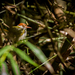 Gray-backed Tailorbird - Photo (c) kdonbo, some rights reserved (CC BY-NC)