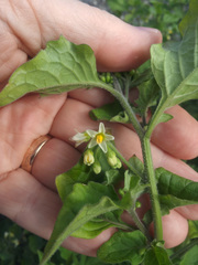 Solanum
