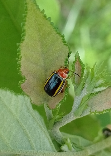 Kuschelina tenuilineata (Kuschelina tenuilineata)