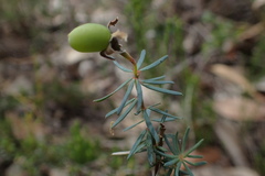 Gompholobium ecostatum