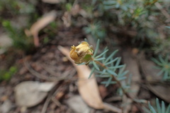 Gompholobium ecostatum
