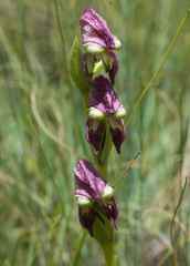 Disperis stenoplectron