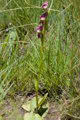Disperis stenoplectron