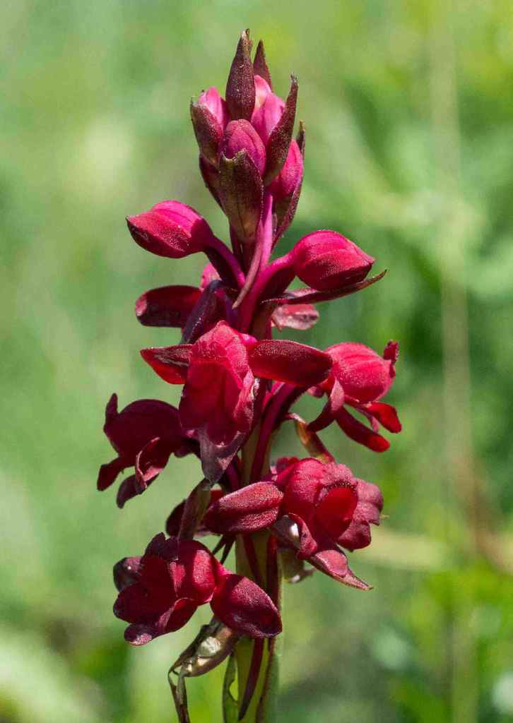 Satyrium rhodanthum