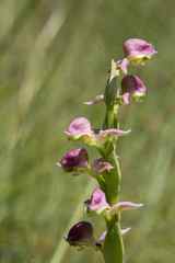 Disperis cooperi