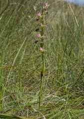 Disperis cooperi