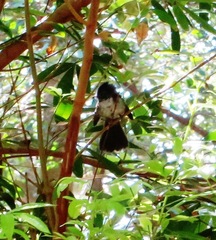 Trochocercus cyanomelas