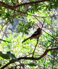 Trochocercus cyanomelas