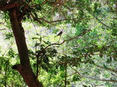 Trochocercus cyanomelas