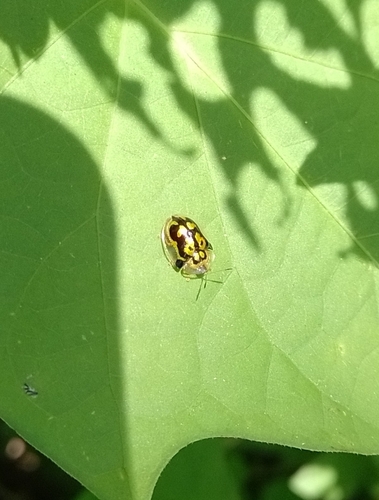 Deloyala lecontei (Deloyala lecontei)