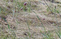 Fritillaria meleagroides