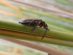 Poneridia semipullata