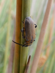 Poneridia semipullata
