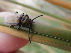 Poneridia semipullata