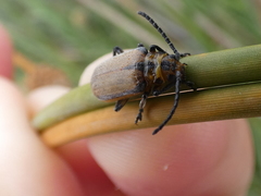 Poneridia semipullata