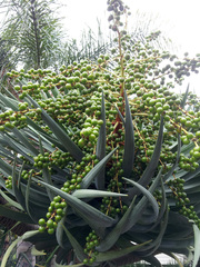 Dracaena draco