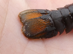 Sagmariasus verreauxi