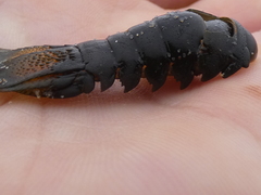 Sagmariasus verreauxi