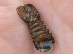 Sagmariasus verreauxi