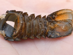 Sagmariasus verreauxi