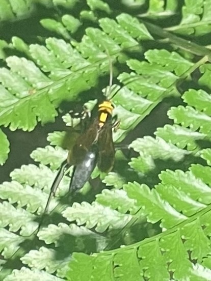 Minotocyphus