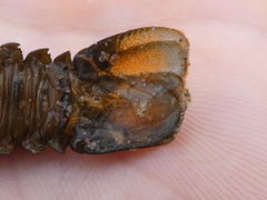 Sagmariasus verreauxi