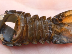 Sagmariasus verreauxi