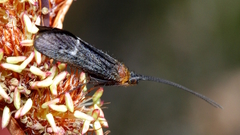 Plectrotarsus tasmanicus