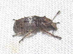 Toxonotus cornutus