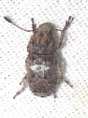 Toxonotus cornutus