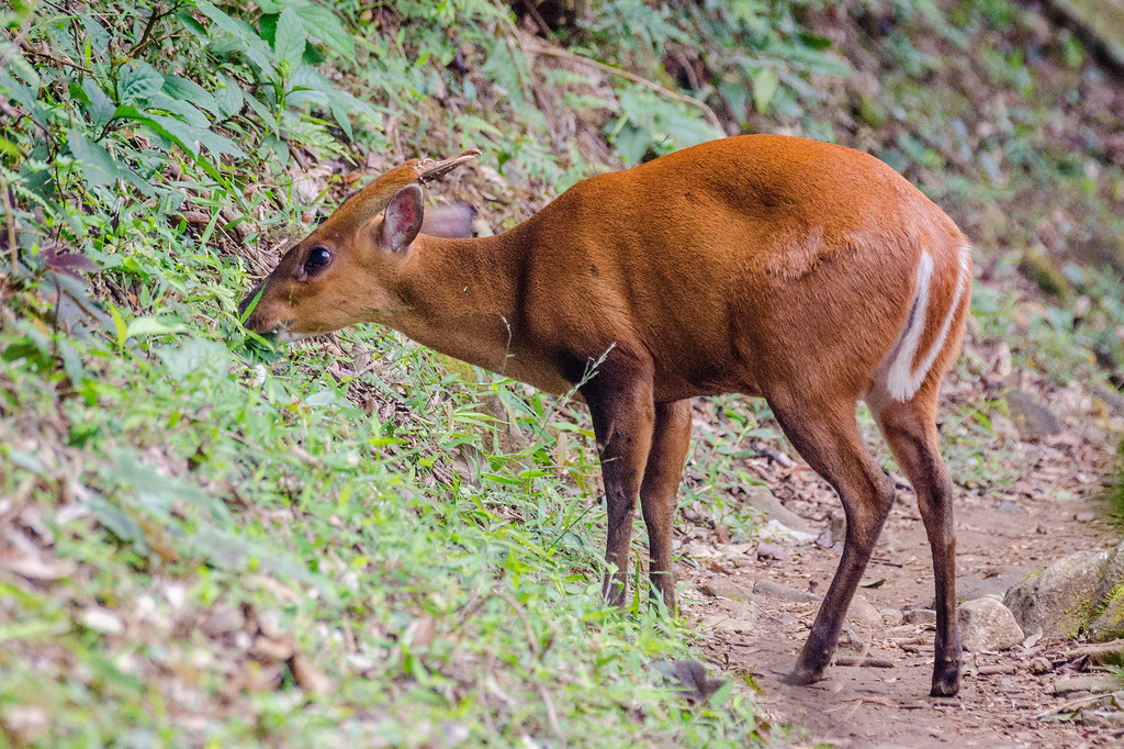 Northern Red Muntjac
