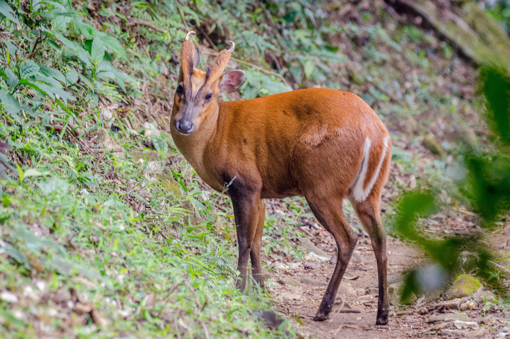 Muntjacs and Tufted Deer