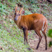 Ciervos Asiáticos - Photo (c) John Clough, algunos derechos reservados (CC BY-NC), subido por John Clough
