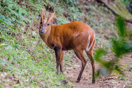 Northern Red Muntjac, photo 2 of 8