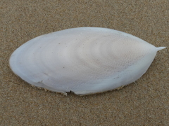Sepia mestus