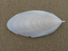 Sepia mestus