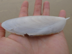 Sepia mestus