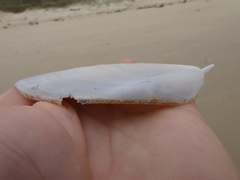Sepia mestus