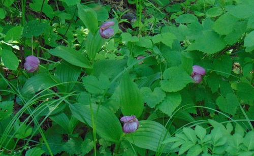 large-flowered cypripedium