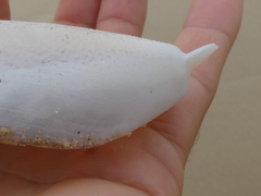 Sepia mestus