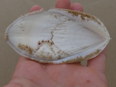 Sepia mestus